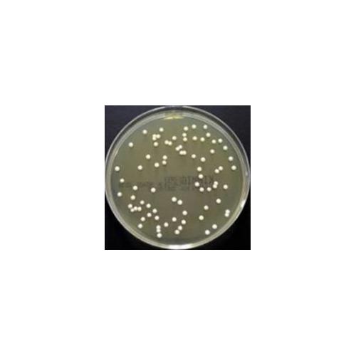 OXOID Kimmig-Agar Nährboden AP 10 Fertigplatten