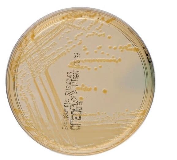 CLED-Agar AP 10, Nährboden, Fertigplatten
