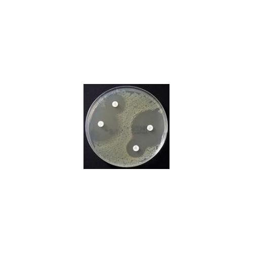 OXOID Müller-Hinton-Agar Fertignährböden AP 10 Fertigplatten