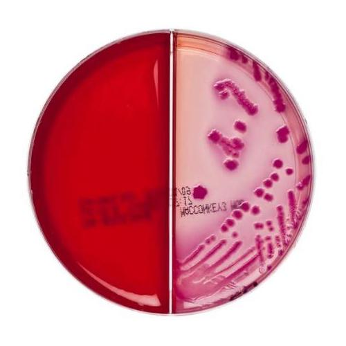 Columbia CNA Äsculin Selektivagar/ AP 10, MacConkey Agar Nr. 3